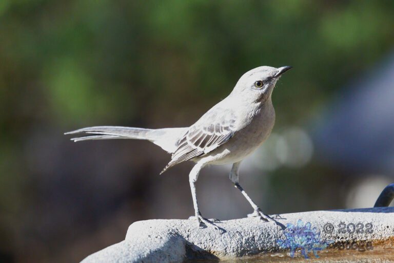 Northern Mockingbird