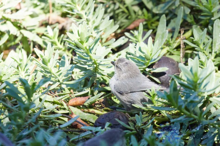Bushtit