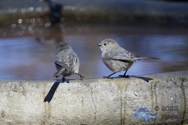 Bushtit