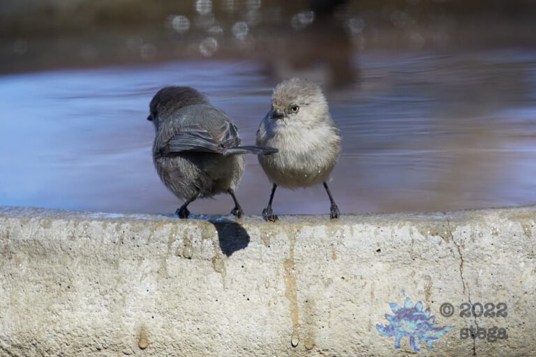 Bushtit