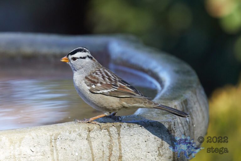 White-Crowned Sparrow