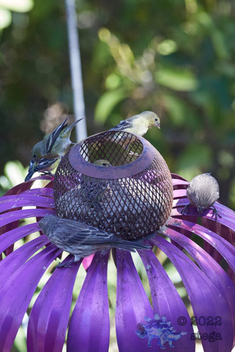 Finches