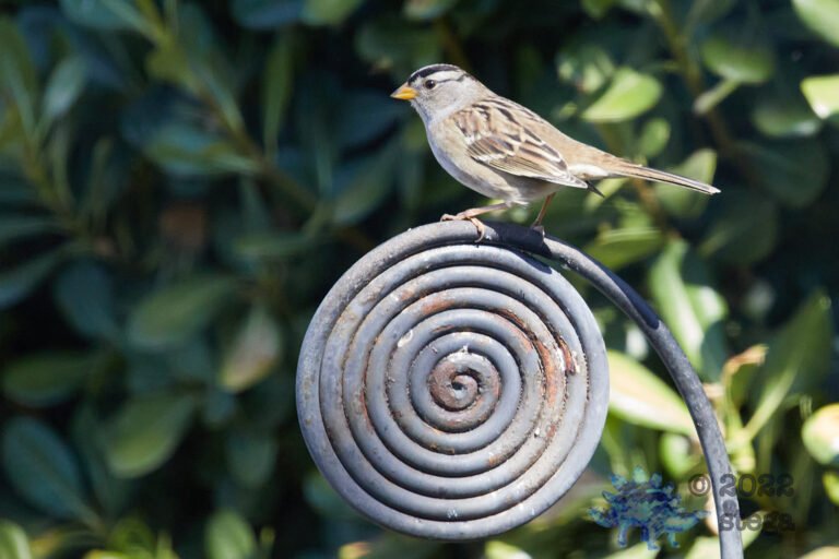 White-Crowned Sparrow