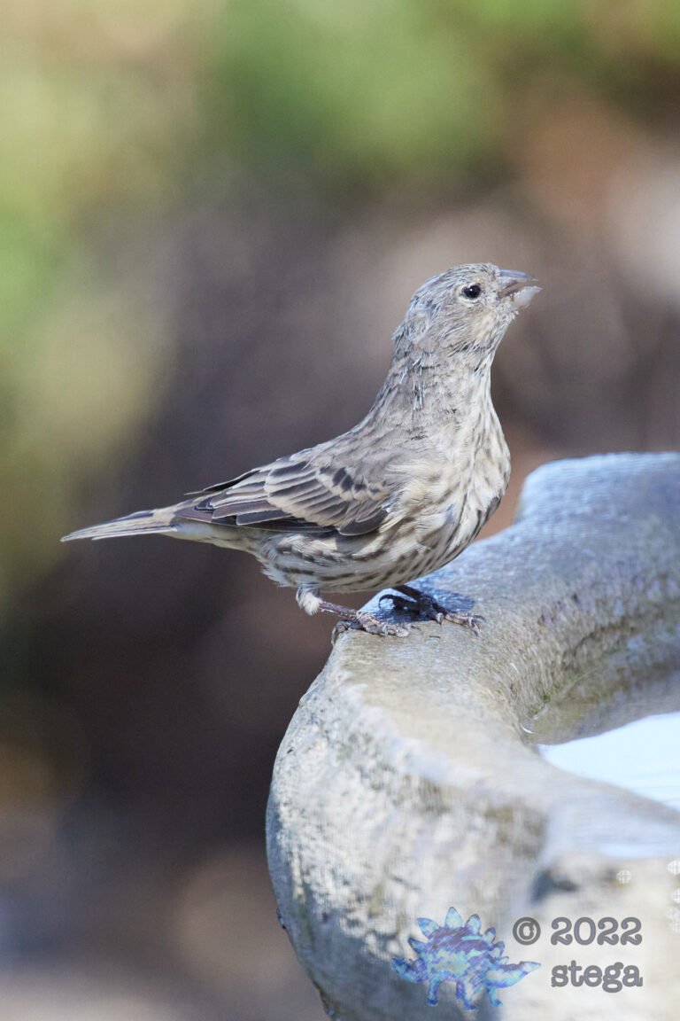 House Finch