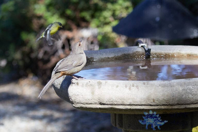 California Towhee