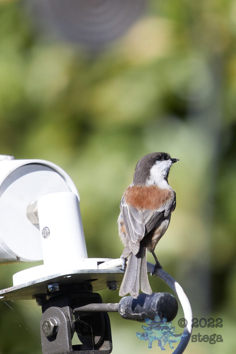 Chestnut-backed Chickadee