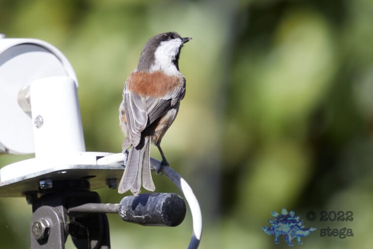 Chestnut-backed Chickadee