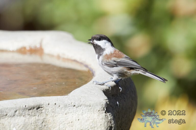Chestnut-backed Chickadee