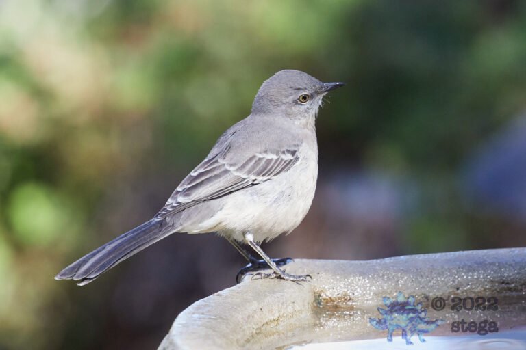 Northern Mockingbird