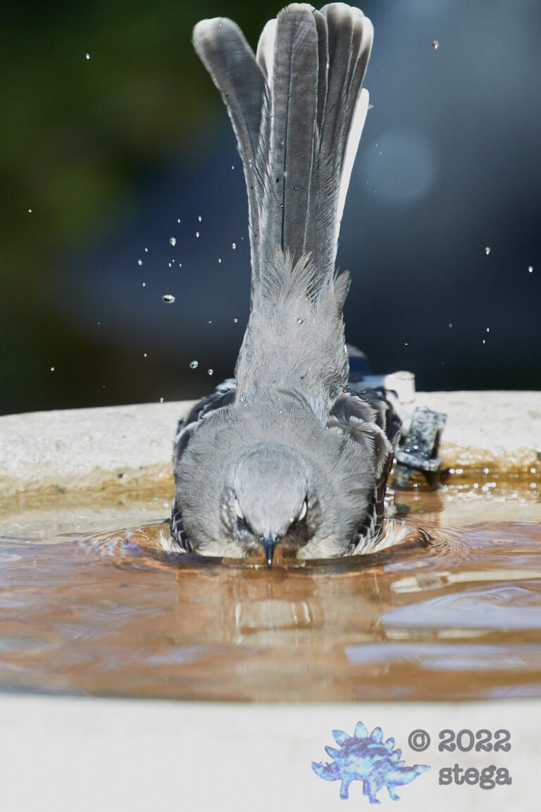Northern Mockingbird