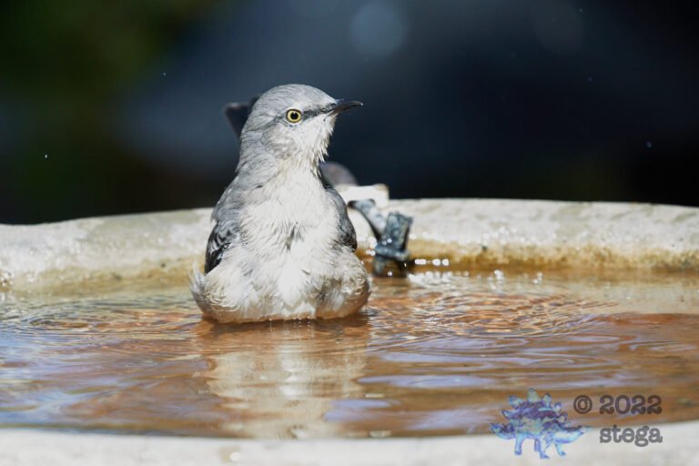 Northern Mockingbird