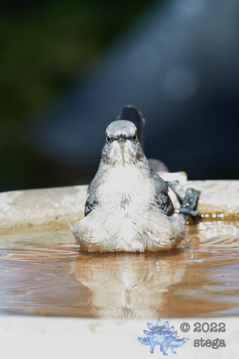 Northern Mockingbird
