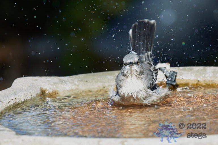 Northern Mockingbird