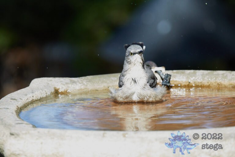 Northern Mockingbird