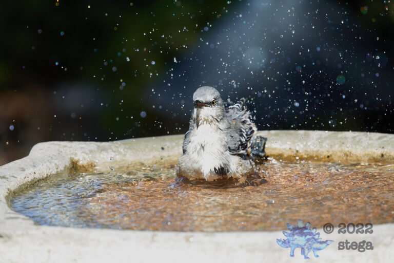 Northern Mockingbird