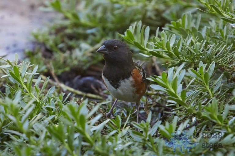 Spotted Towhee