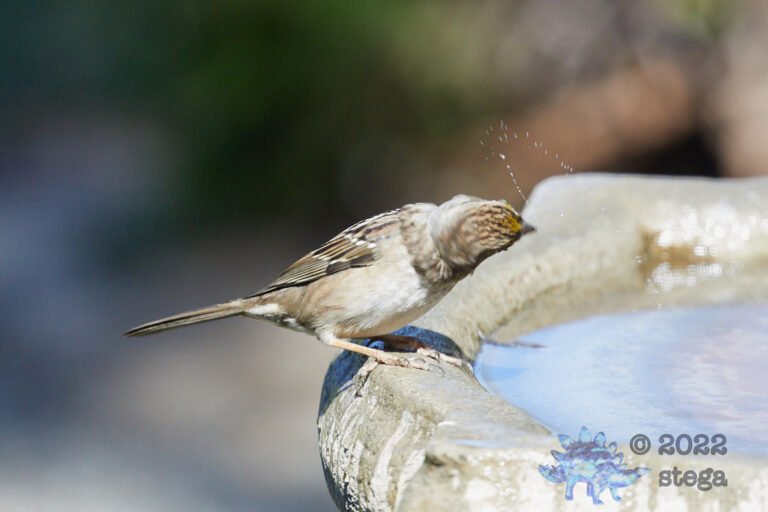 Gold-Crowned Sparrow