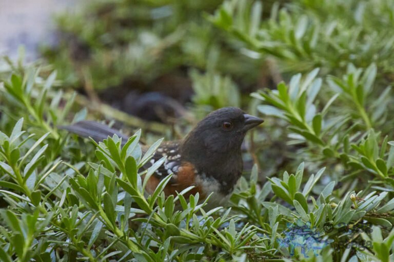 Spotted Towhee