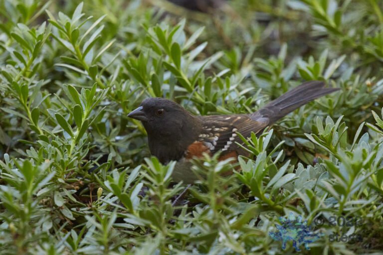 Spotted Towhee