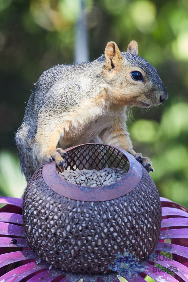 Fox Squirrel