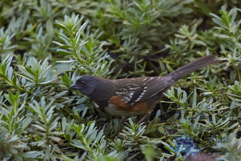 Spotted Towhee