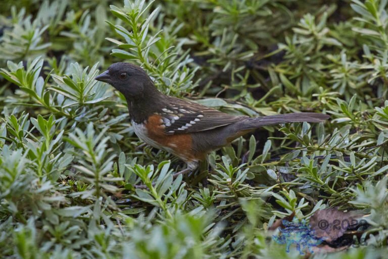 Spotted Towhee
