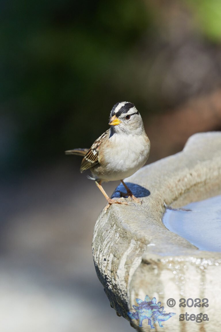 White-Crowned Sparrow