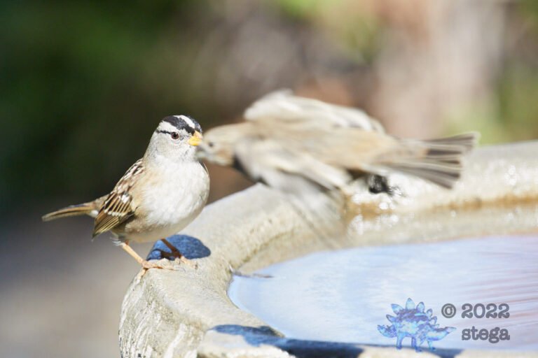 White-Crowned Sparrow