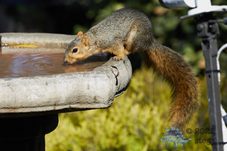 Fox Squirrel