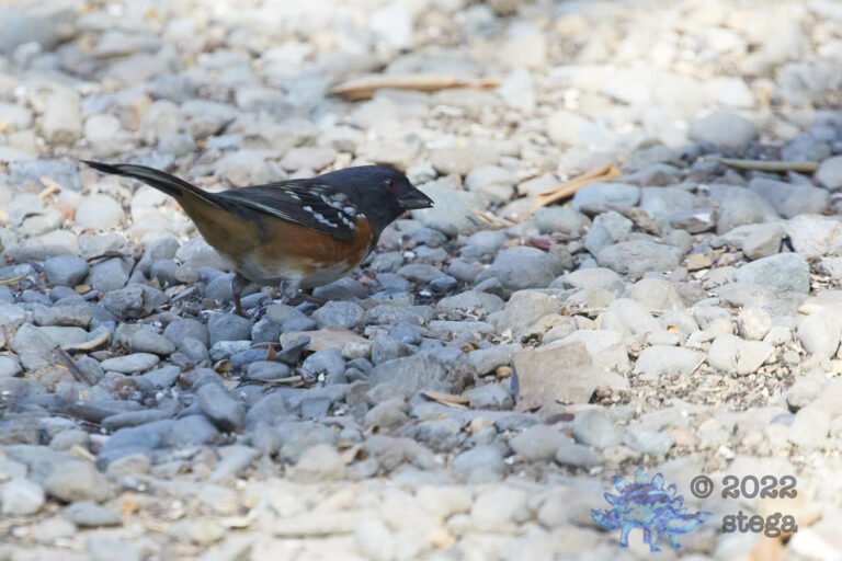 Spotted Towhee