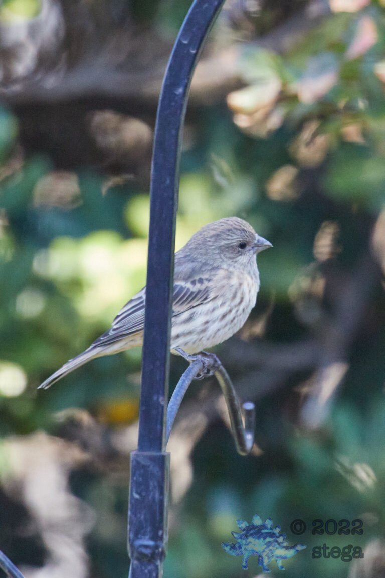House Finch