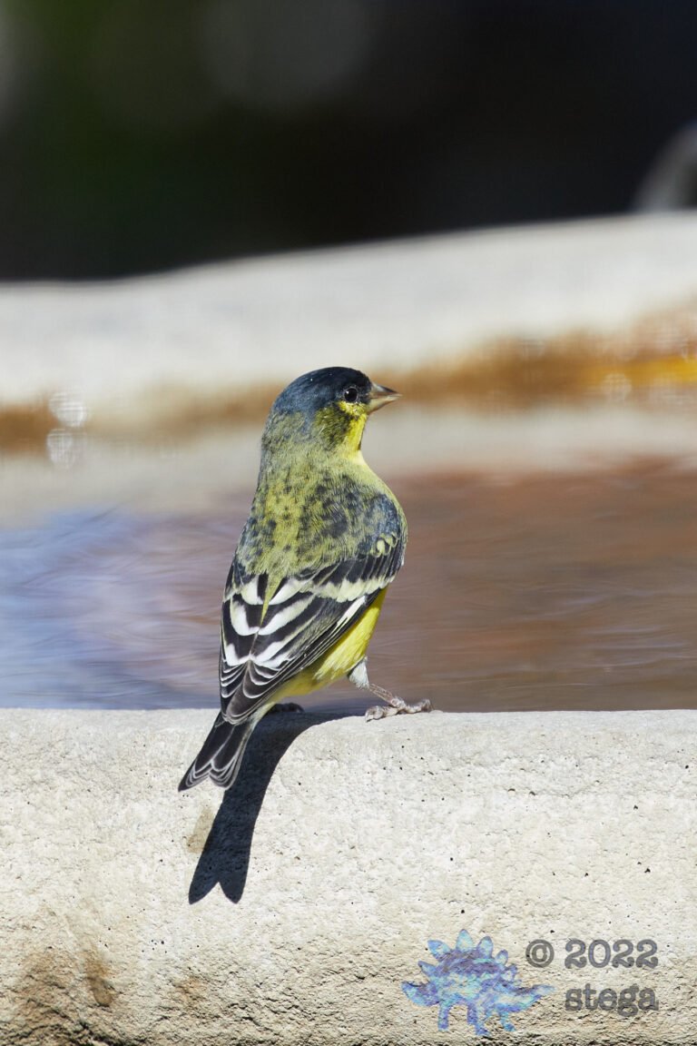 Lesser Goldfinch