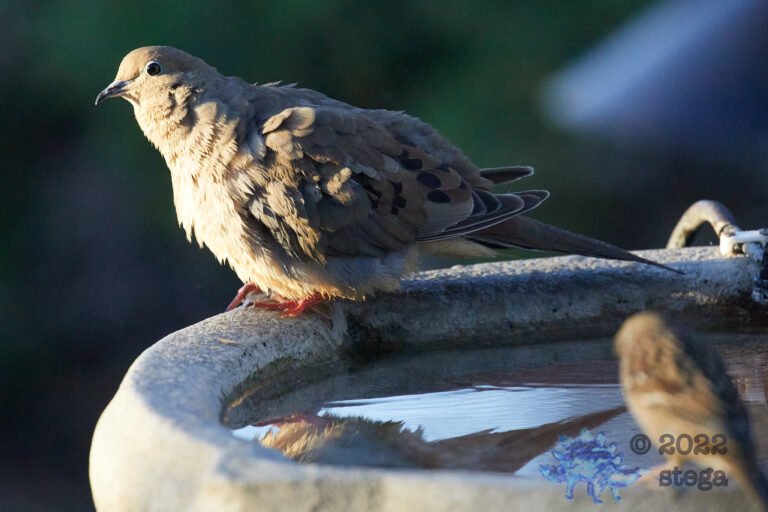 Mourning Dove