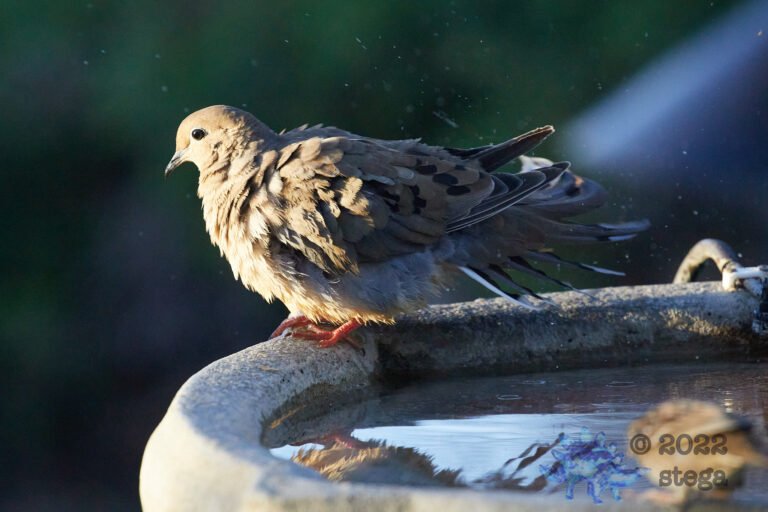 Mourning Dove