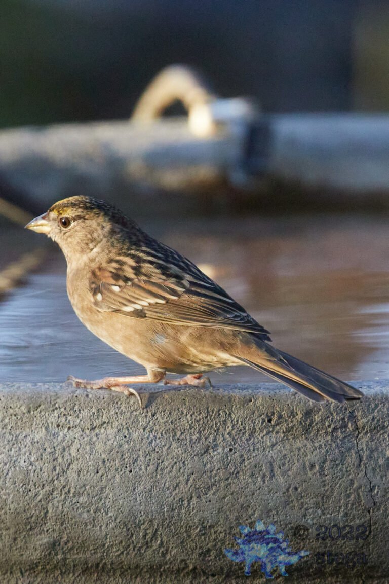 Gold-Crowned Sparrow