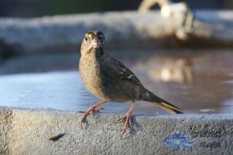 Gold-Crowned Sparrow