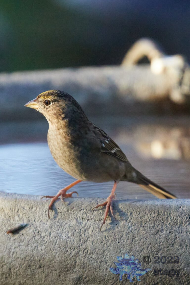 Gold-Crowned Sparrow
