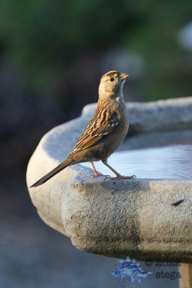 Gold-Crowned Sparrow