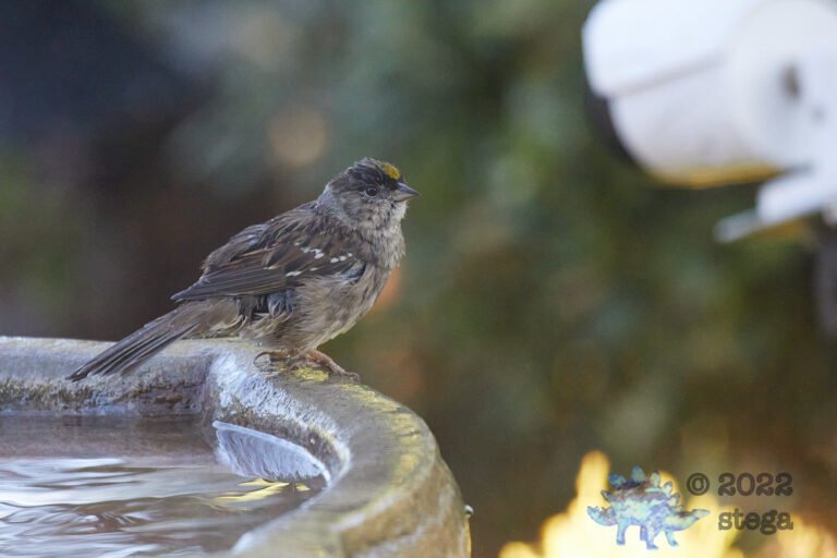 Gold-Crowned Sparrow