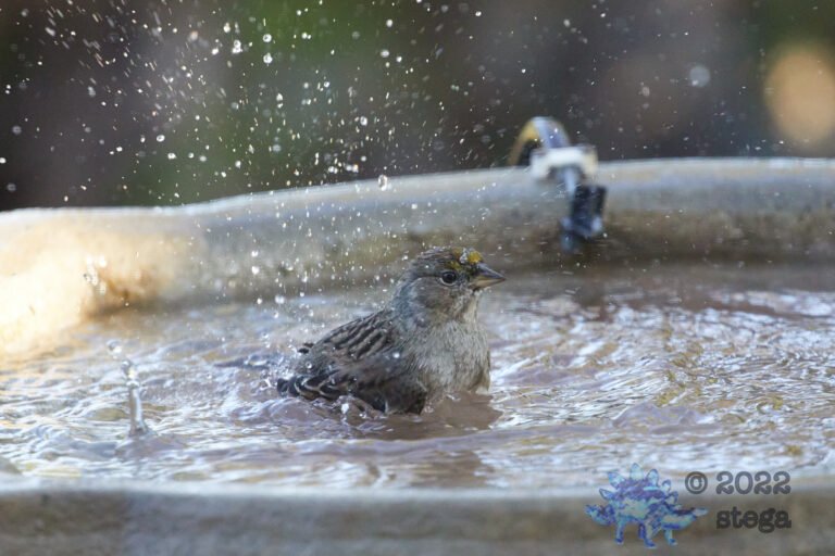 Gold-Crowned Sparrow