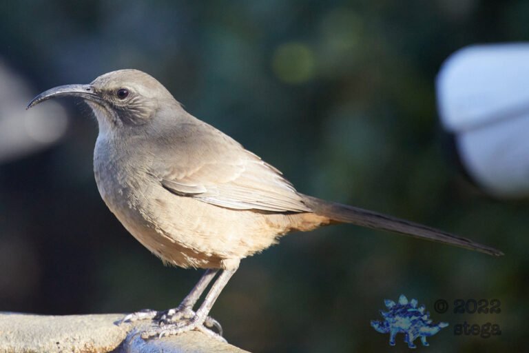 California Thrasher