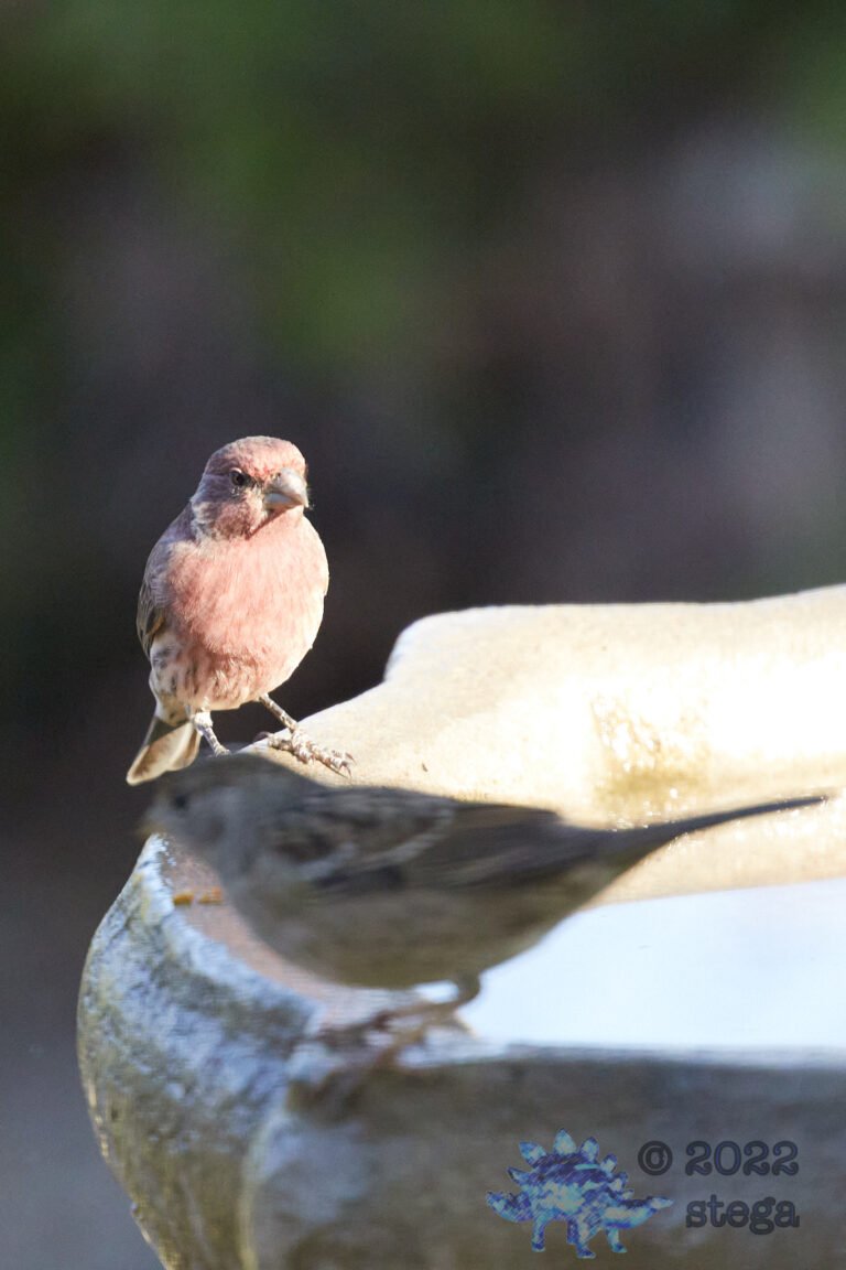 House Finch