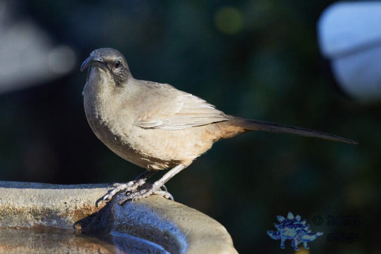 California Thrasher