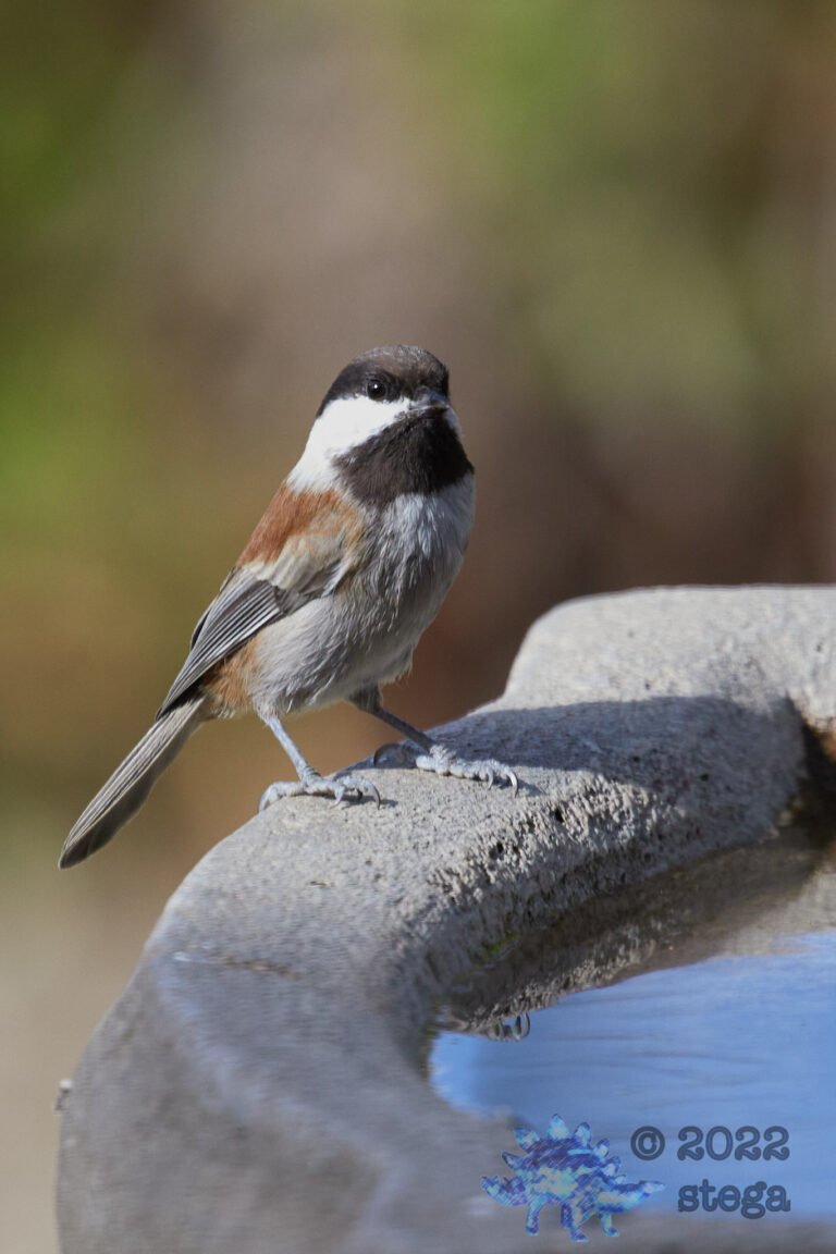 Chestnut-backed Chickadee