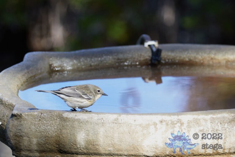 Yellow-Rumped Warbler