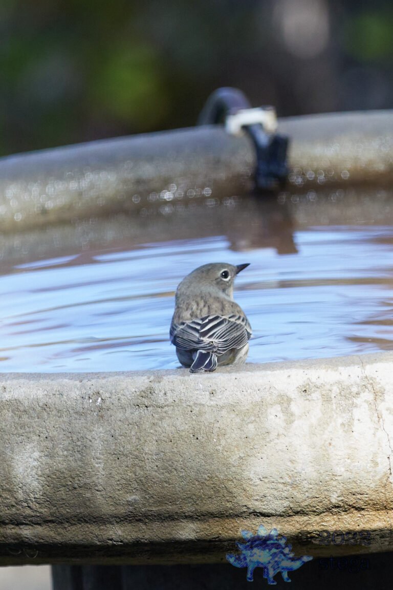 Yellow-Rumped Warbler