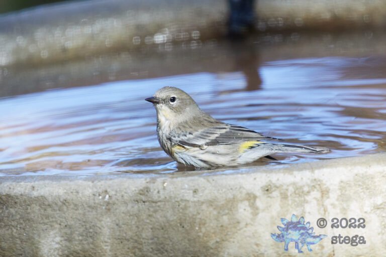 Yellow-Rumped Warbler