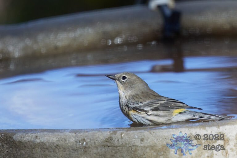 Yellow-Rumped Warbler