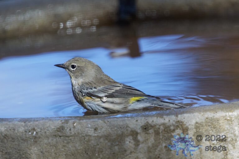 Yellow-rumped Warbler