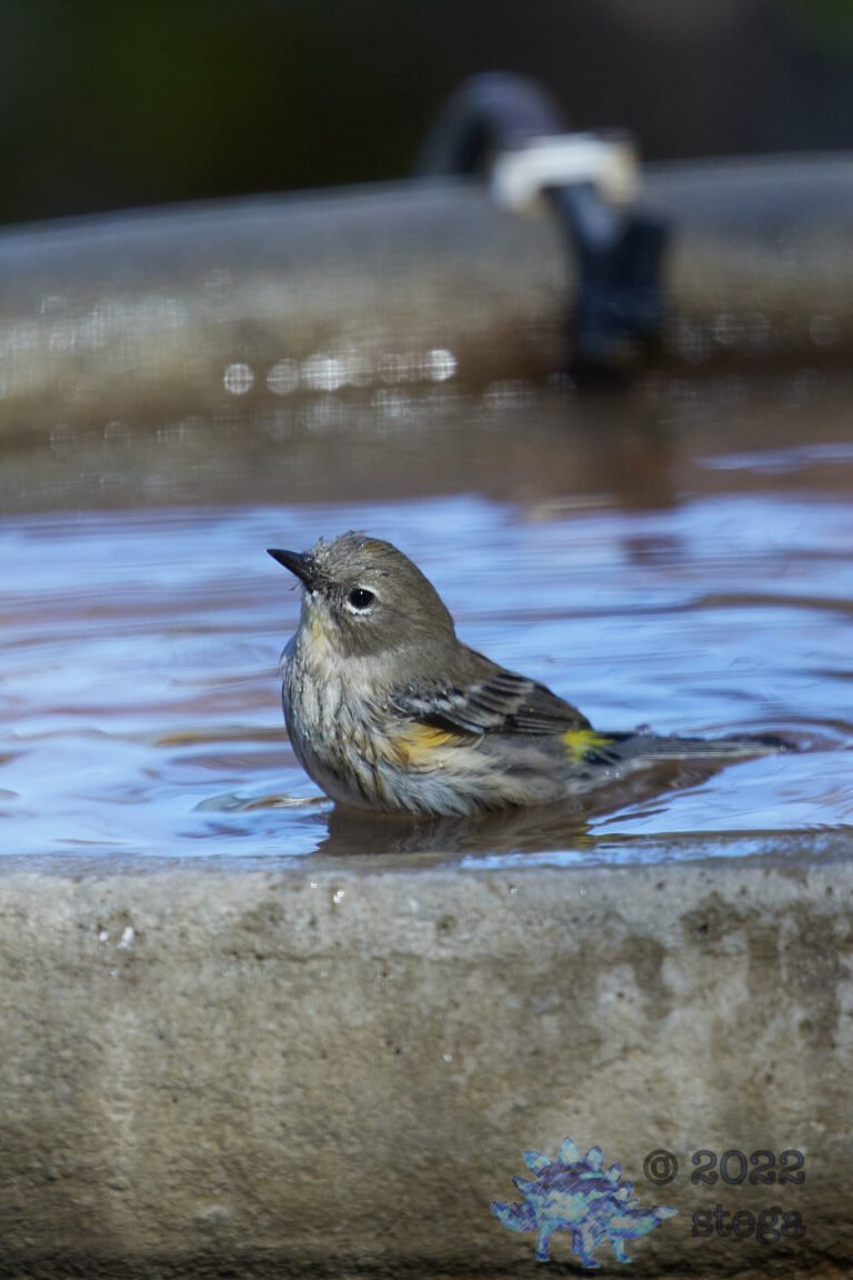 Yellow-rumped Warbler